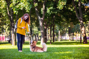 training - girl and dog corgi walking in the park