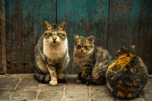 Group of stray cats at front door in Morocco.
