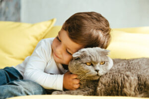 Happy toddler Hugging Scottish Fold Cat on Sofa at Home